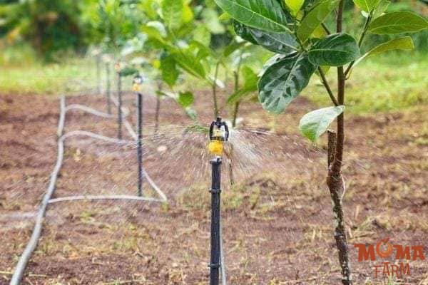 Cach Chon Vat Tu Va Bo Tri Bec Tuoi Phu Hop 3