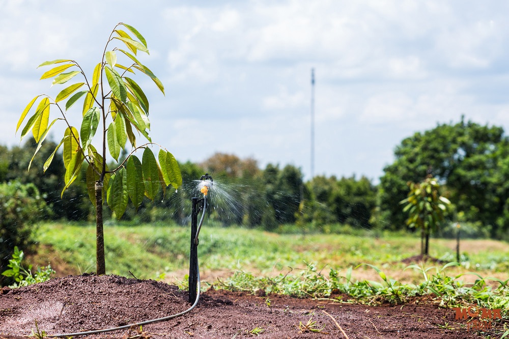 Cach Chon Vat Tu Va Bo Tri Bec Tuoi Phu Hop