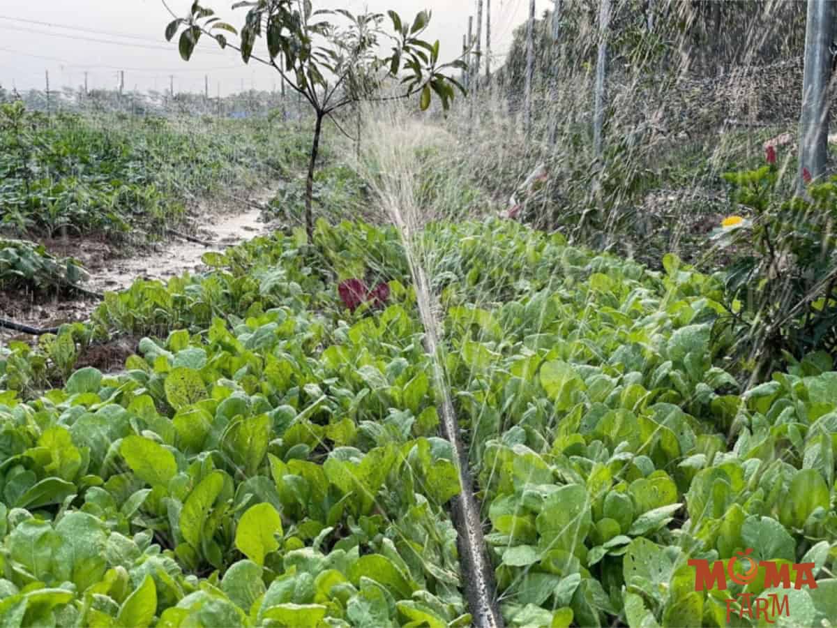 He Thong Phun Mua Rau Mau 1