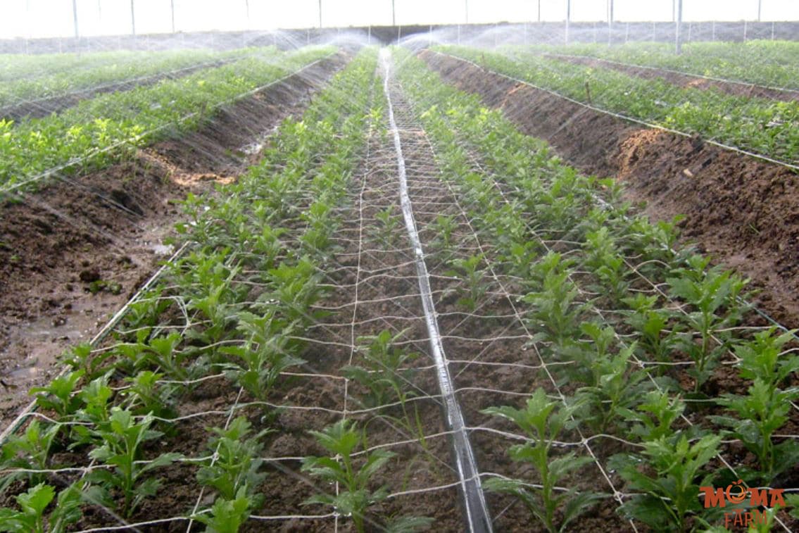 He Thong Phun Mua Rau Mau 2