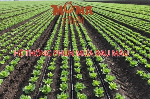 Hệ Thống Phun Mưa Rau Màu