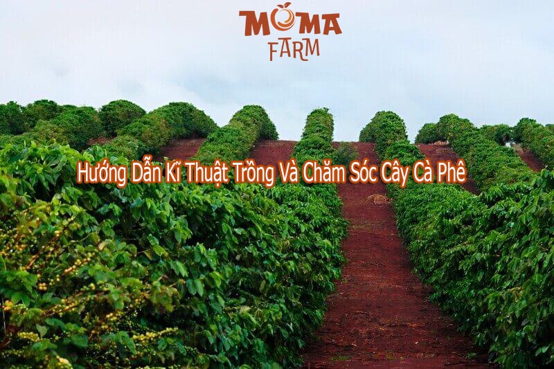 Hướng Dẫn Kĩ Thuật Trồng Và Chăm Sóc Cây Cà Phê