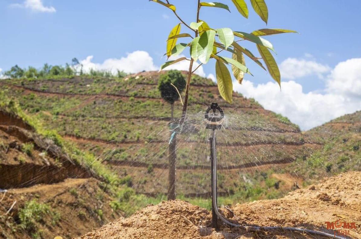 Huong Dan Lap He Thong Tuoi Chuan Cho Vuon Sau Rieng 5