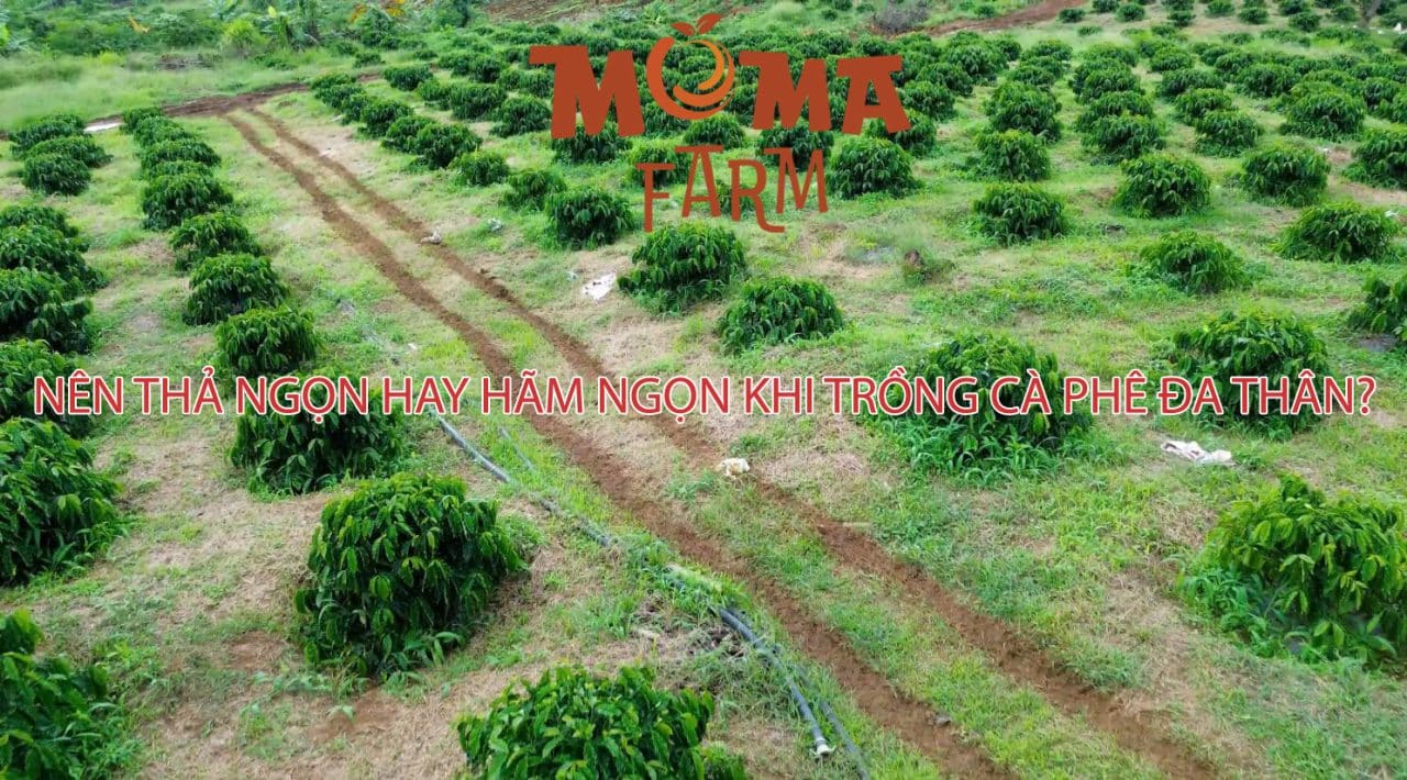 Nên Thả Ngọn Hay Hãm Ngọn Khi Trồng Cà Phê Đa Thân?