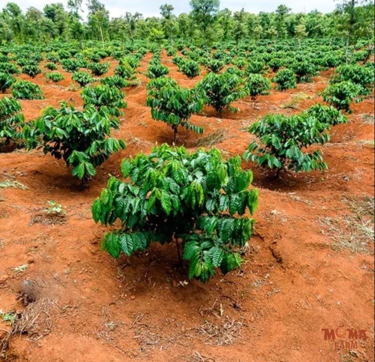 Nen Tha Ngon Hay Ham Ngon Khi Trong Ca Phe Da Than 3