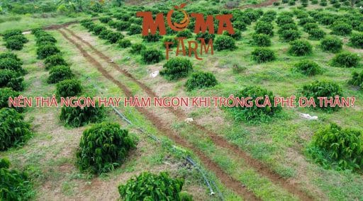 Nên Thả Ngọn Hay Hãm Ngọn Khi Trồng Cà Phê Đa Thân?