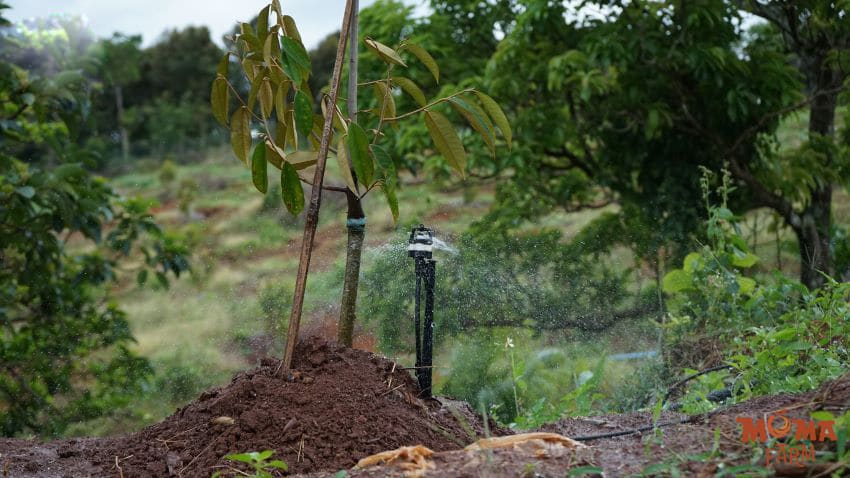 Sau Rieng Can Bao Nhieu Bec Tuoi La Du 1