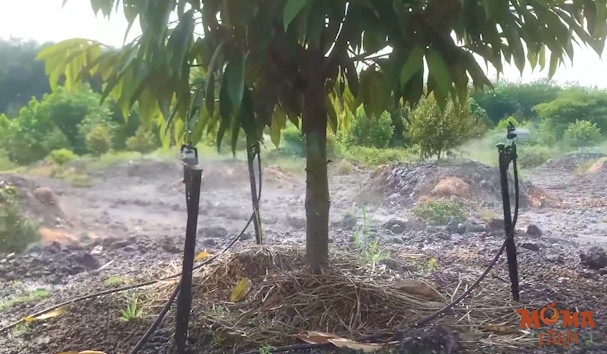 Sau Rieng Can Bao Nhieu Bec Tuoi La Du 2