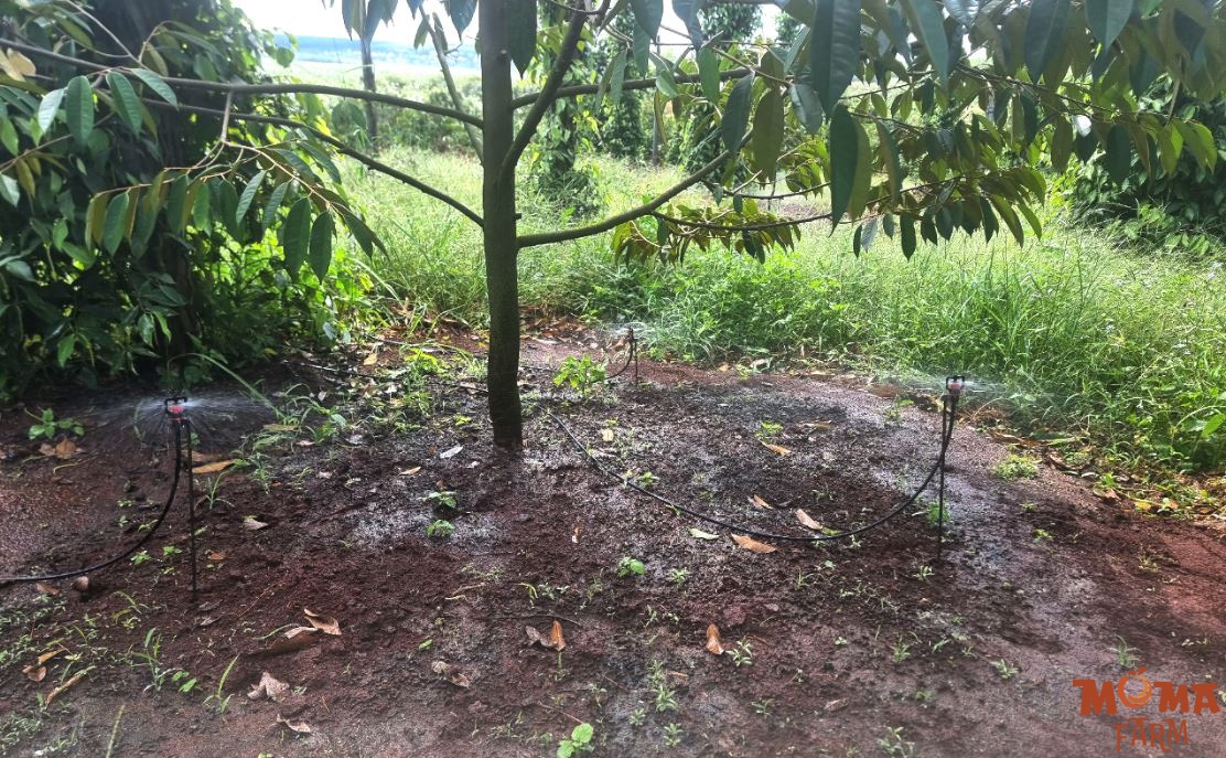 Sau Rieng Can Bao Nhieu Bec Tuoi La Du 3