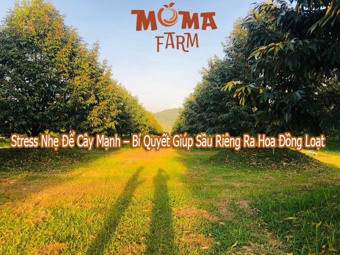 Stress nhẹ để cây mạnh – Bí quyết giúp sầu riêng ra hoa đồng loạt