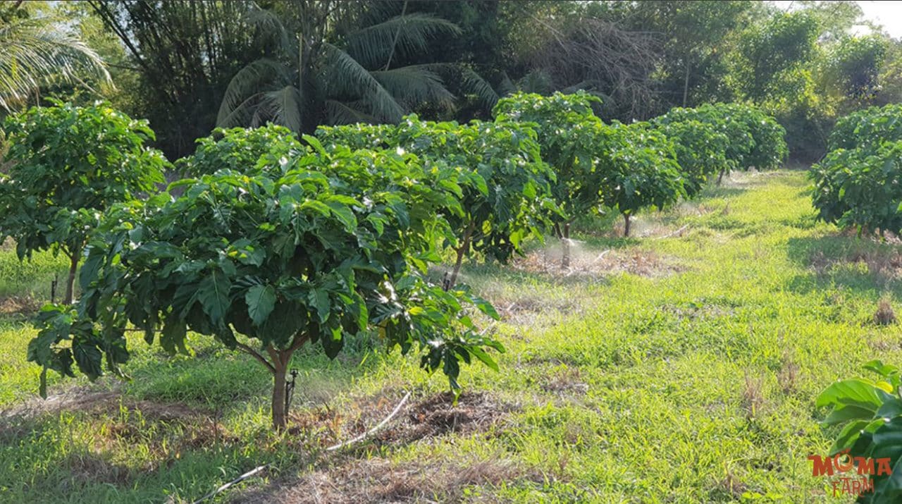 Su Khac Nhau Giua Bec Bu Ap Va Khong Bu Ap 1