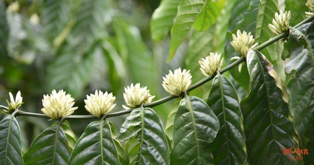 Thoi Diem Tuoi Nuoc Cho Ca Phe Ra Hoa 1