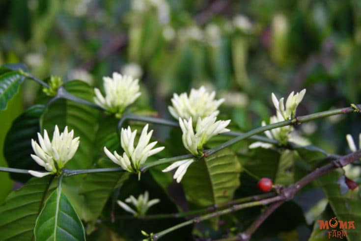 Thoi Diem Tuoi Nuoc Cho Ca Phe Ra Hoa 2