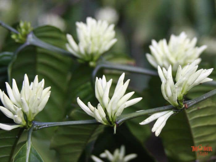 Thoi Diem Tuoi Nuoc Cho Ca Phe Ra Hoa 3