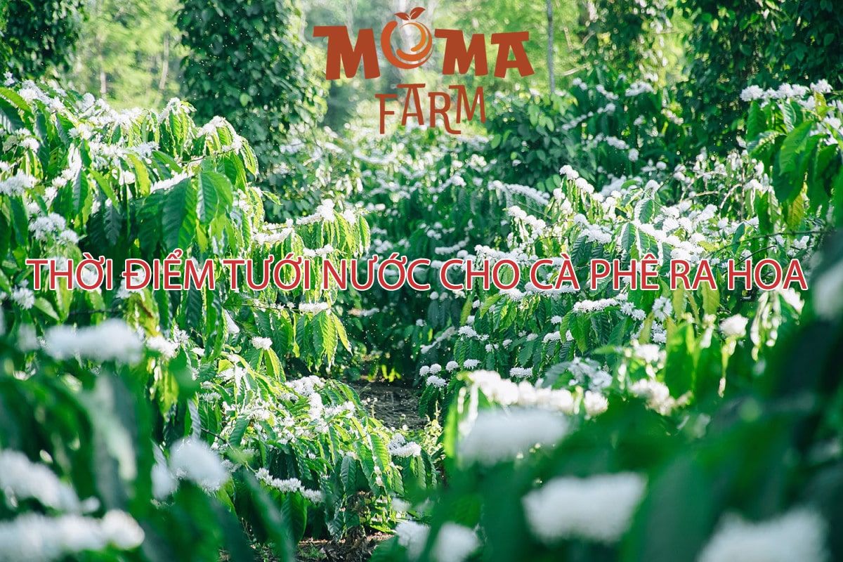 Thời Điểm Tưới Nước Cho Cà Phê Ra Hoa