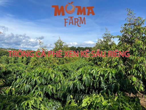 Trồng Cà Phê Xen Kẽ Sầu Riêng