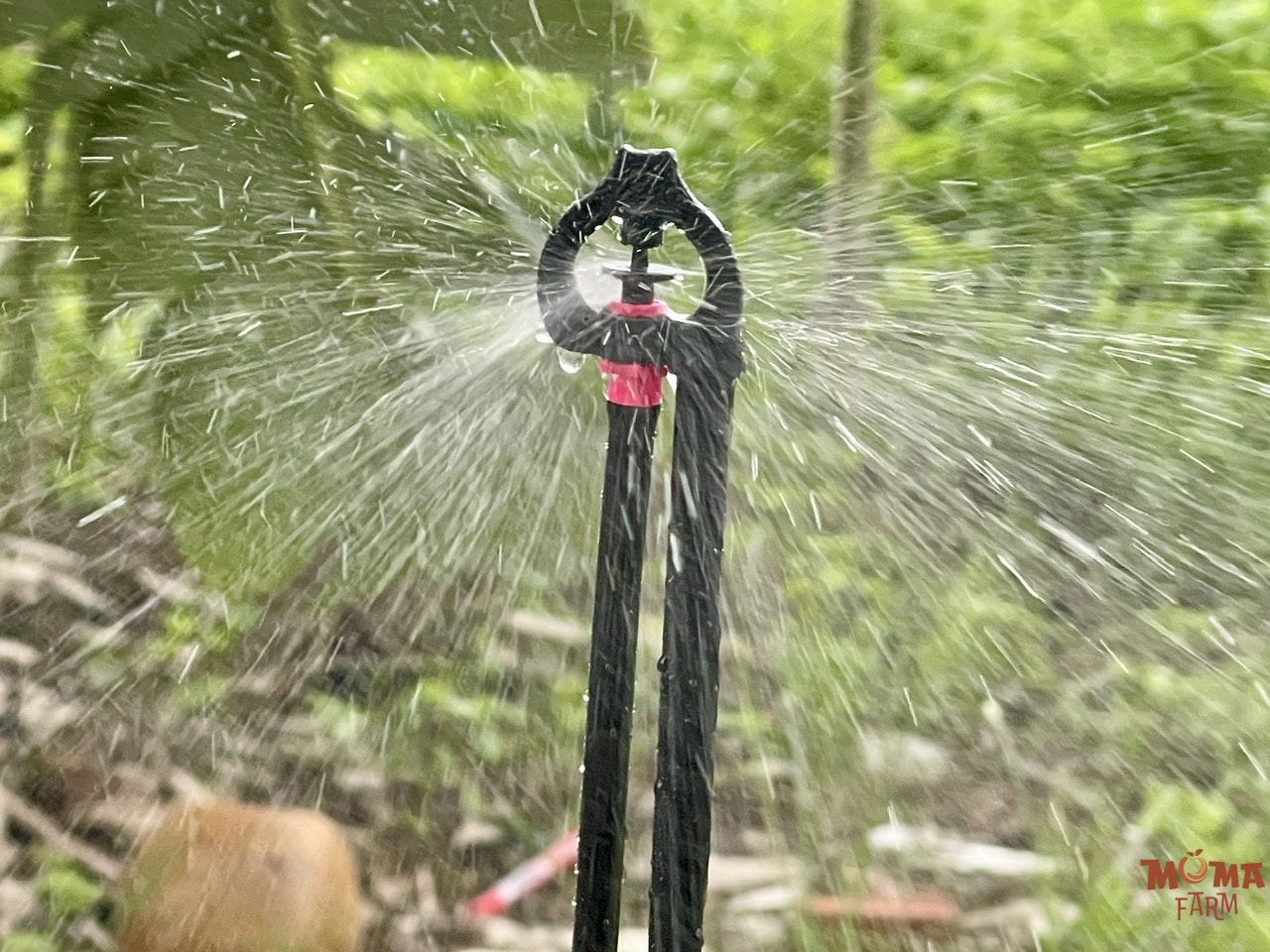 Bec VP39 Chuyen Tuoi Chuoi 2