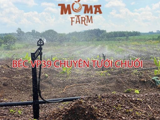 Béc VP39 Chuyên Tưới Chuối