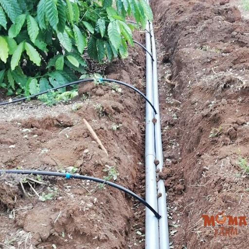 Cach Chon Ong Nhanh LDPE Cho He Thong Tuoi Tu Dong 1 1