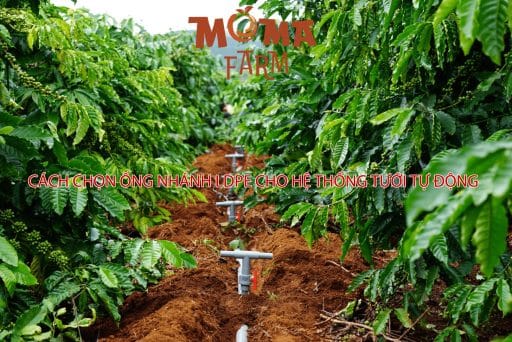 Cách Chọn Ống Nhánh LDPE Cho Hệ Thống Tưới Tự Động