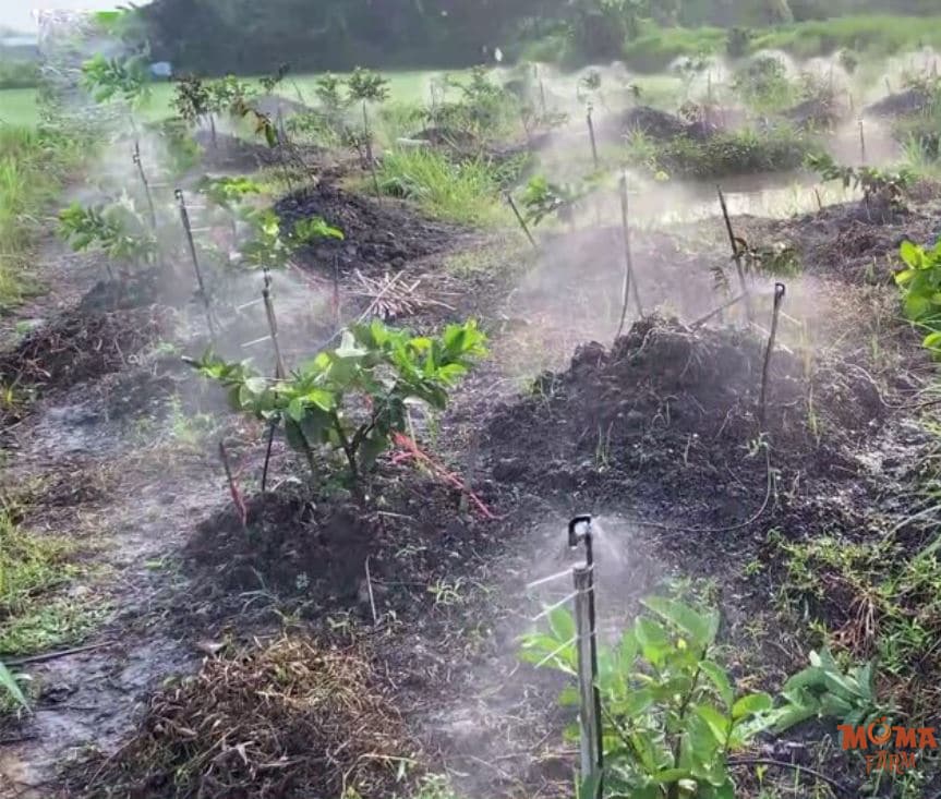 Giai Phap Tuoi Hieu Qua Cho Cay Oi 4