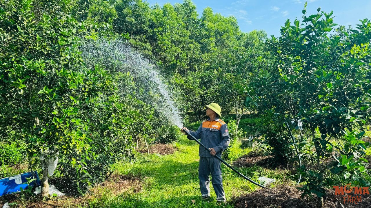 Giai Phap Tuoi Hieu Qua Cho Cay Trong Tren Dien Tich Lon 4