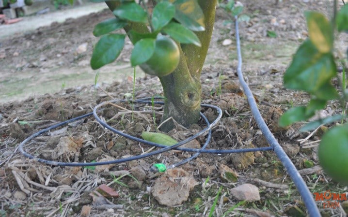 Giai Phap Tuoi Hieu Qua Voi He Thong Tuoi Nho Giot Tu Dong 2