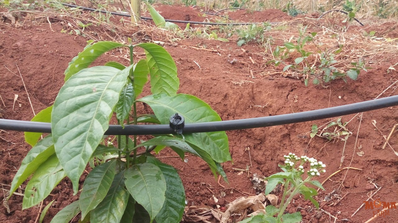 Giai Phap Tuoi Hieu Qua Voi He Thong Tuoi Nho Giot Tu Dong 3 1