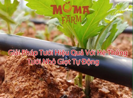 Giải Pháp Tưới Hiệu Quả Với Hệ Thống Tưới Nhỏ Giọt Tự Động