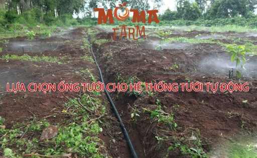 Lựa Chọn Ống Tưới Cho Hệ Thống Tưới Tự Động