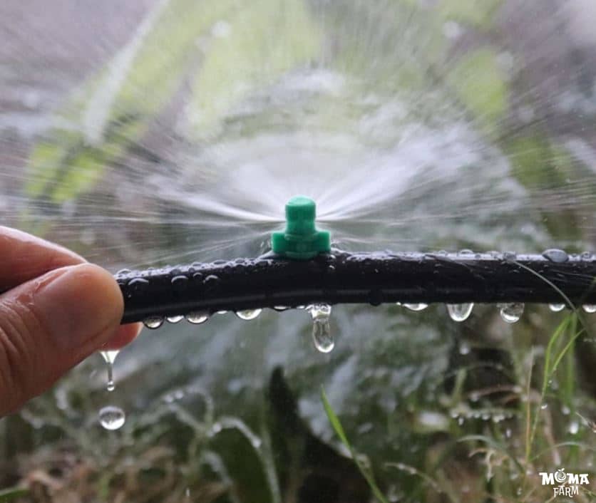 Tong Hop Cac Loai Bec Bo Pho Bien Nhat Duoc Nong Dan Tin Dung 2