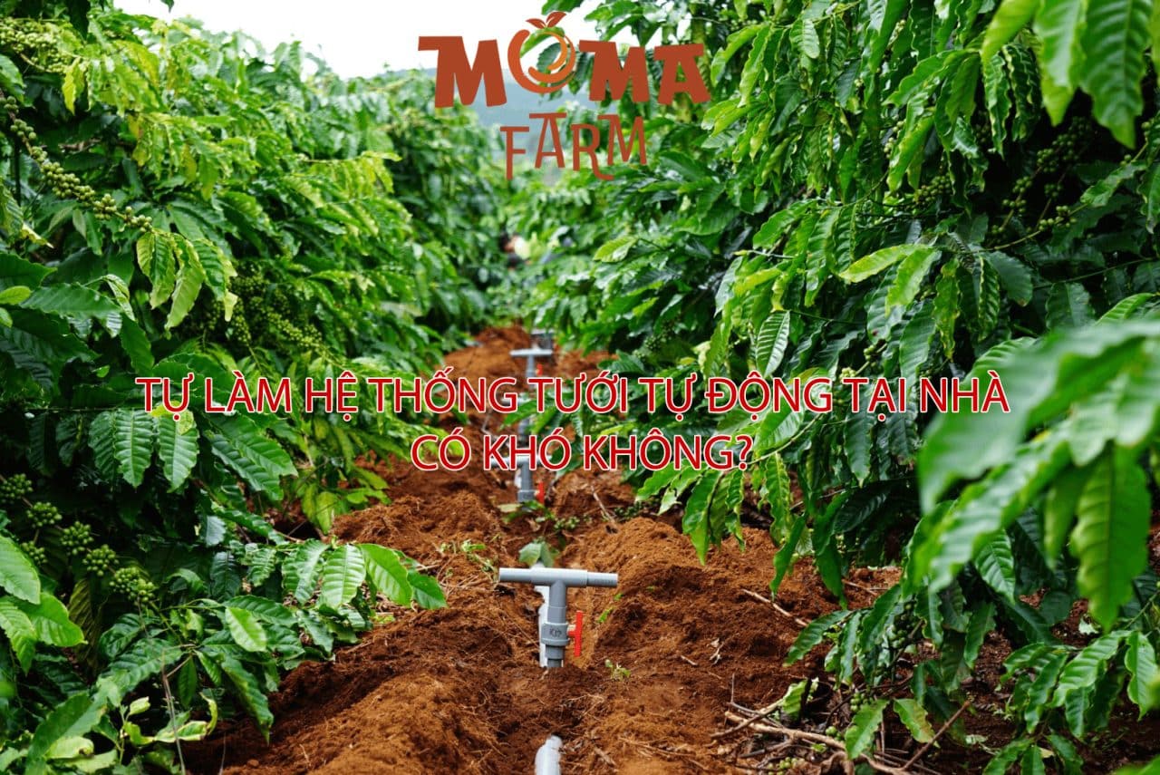 Tự Làm Hệ Thống Tưới Tự Động Tại Nhà – Có Khó Không?
